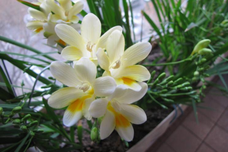 香雪兰四季开花,香雪兰开花图片