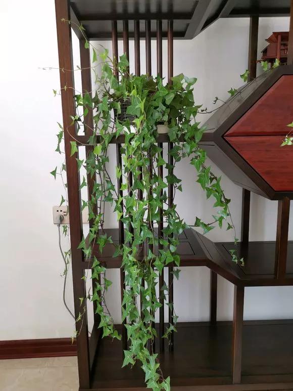 吸甲醛最好的十种花,甲醛潜伏