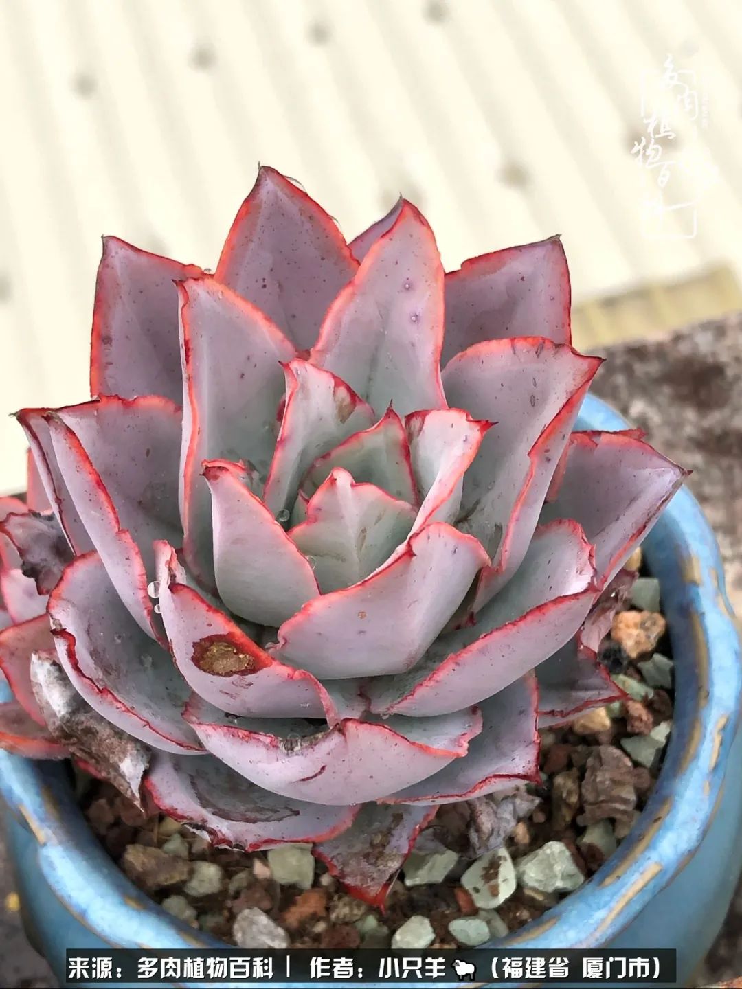 多肉像葡萄一样,多肉像铃兰一样