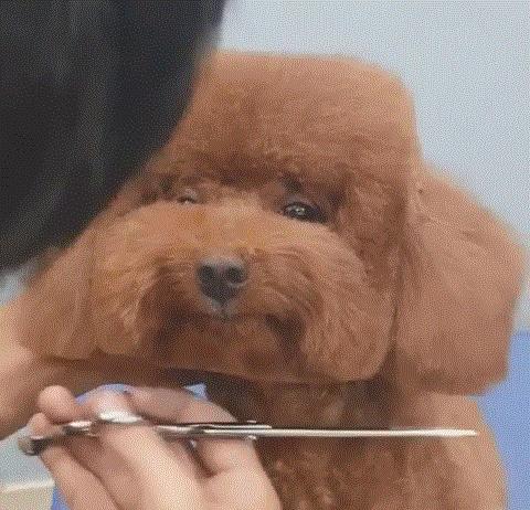 我的世界宠物养殖方法 (我的世界推荐养的宠物)