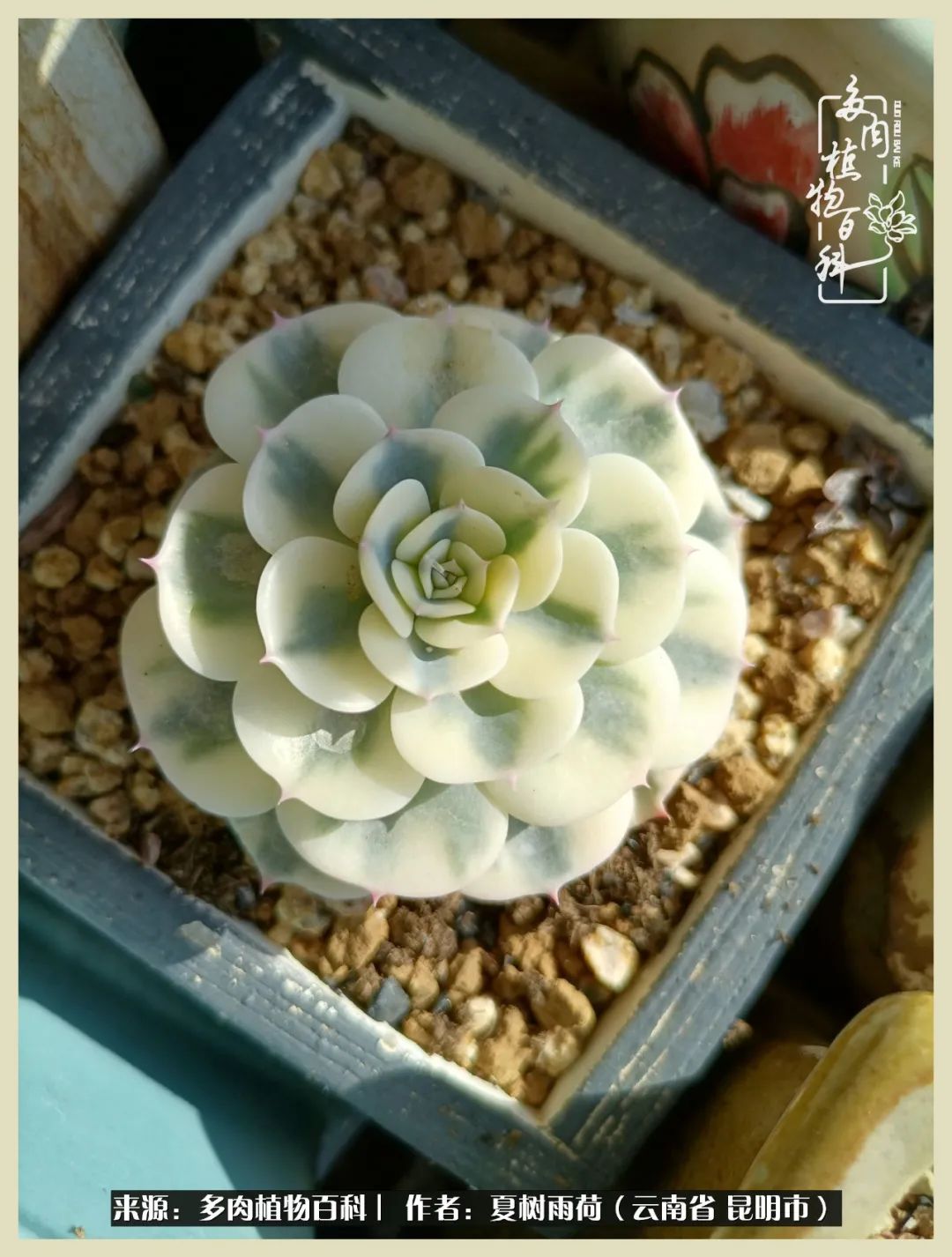 自从养了多肉有了窗台想要个阳台,养多肉10年多