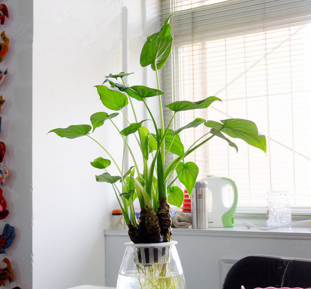 滴水观音施肥过后黄叶是怎么回事,土养滴水观音夏天黄叶怎么回事