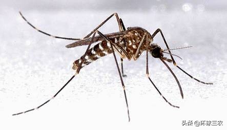 为什么农村蚊子多,农村大蚊子事件真实原因