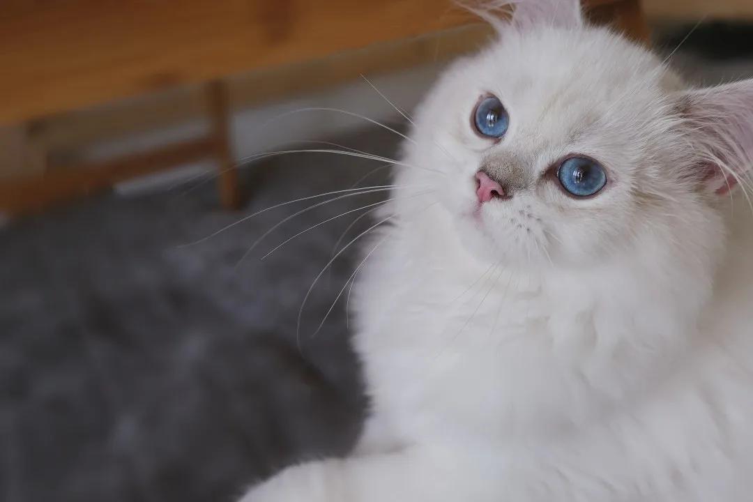 定期帮猫咪去浮毛很重要,定期给猫驱虫还会有跳蚤吗