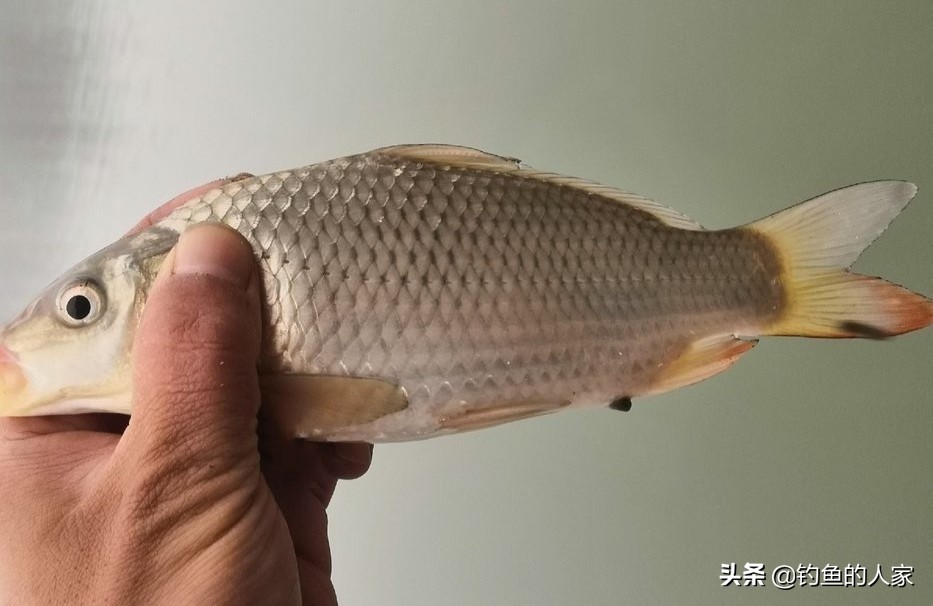 野河武昌鱼怎么钓,秋季武昌鱼钓法