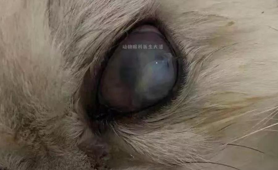 猫咪眼睛化脓怎么回事,猫咪角膜穿孔没钱做手术咋办