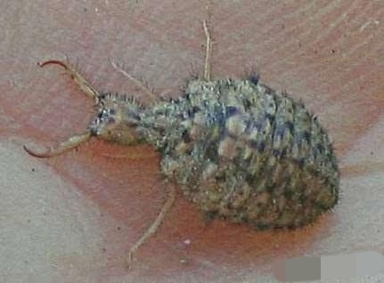 地牯牛虫收购多少钱一斤,地牯牛多少一斤