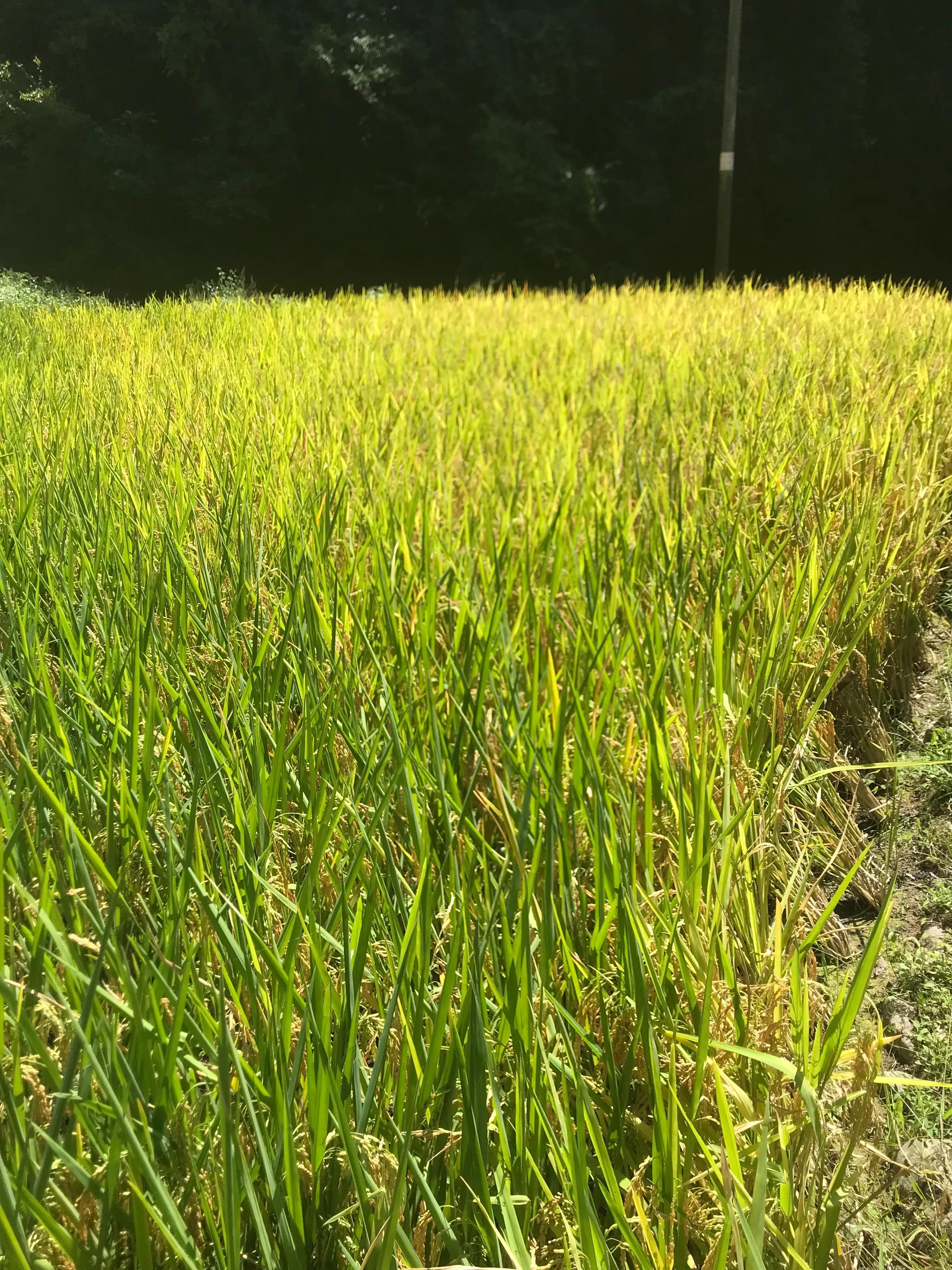 农村人种粮食，这些账必须要算清，算了才知道你的工钱是多少