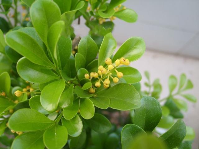 米兰花的养殖方法和注意什么,米兰花怎么养殖方法和注意事项