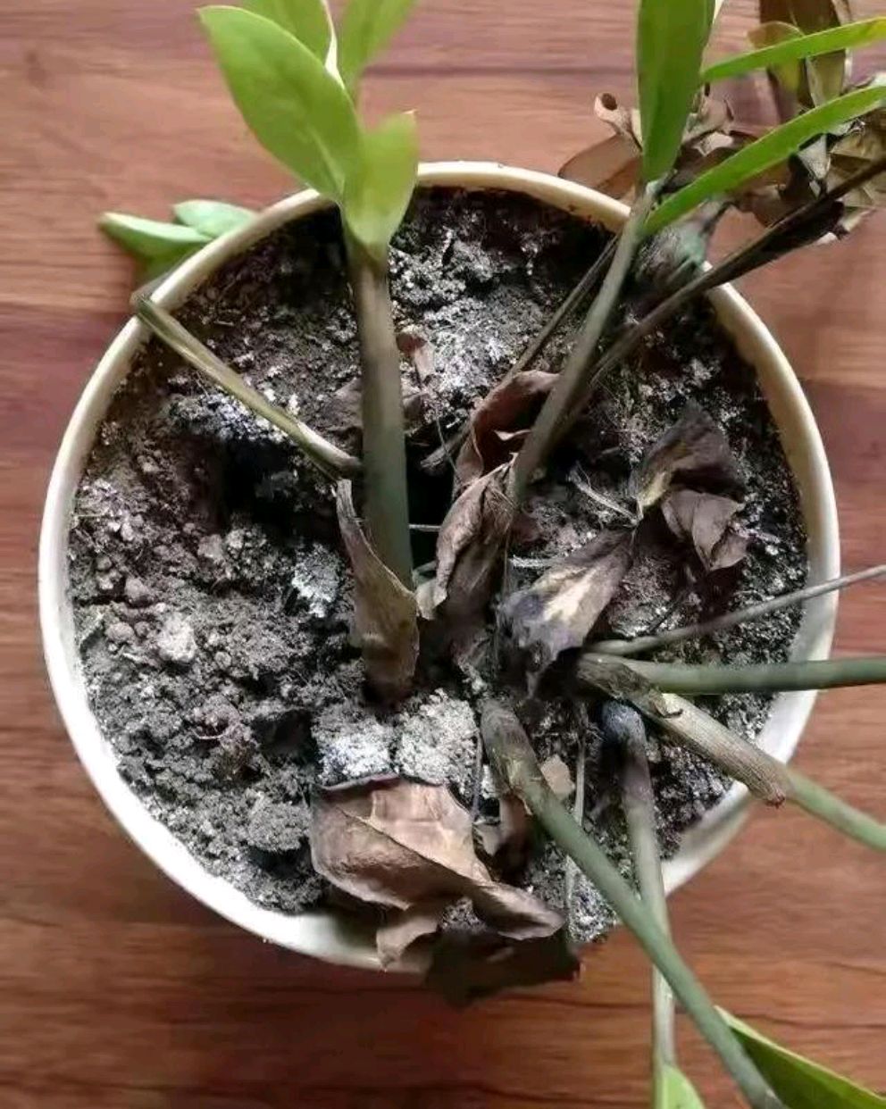 一年四季不死的十种花水养,浇水过多死的植物