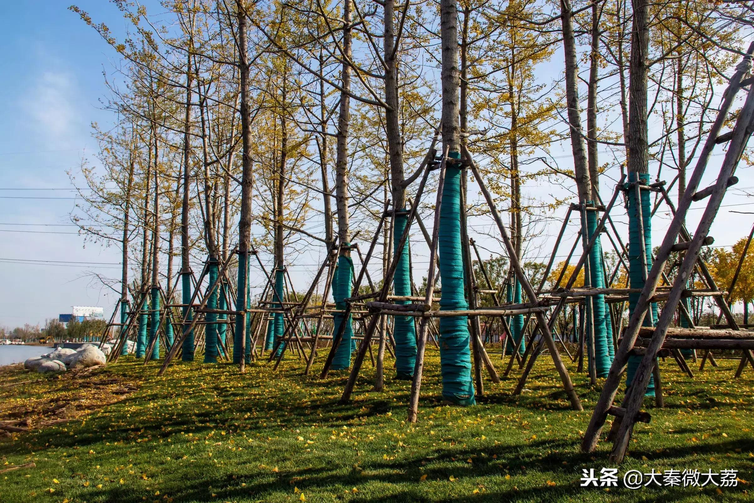 大荔玫瑰湖畅想曲（组图）