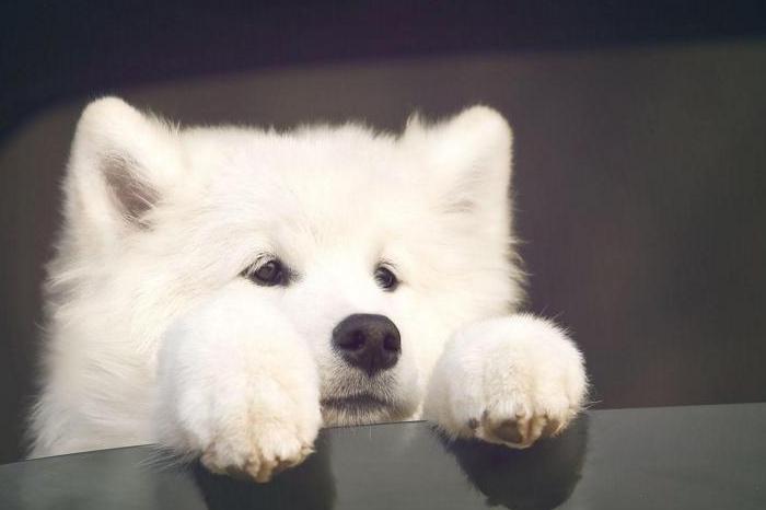 幼犬萨摩耶一天喂几次,萨摩耶幼犬一次吃多少