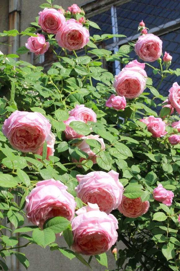 3种极品爬墙花30天爬满庭院,多季开花的爬墙花卉哪些最好养