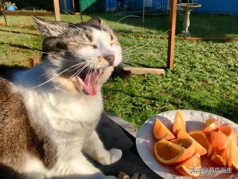 猫咪过敏是属于炎症反应吗,猫咪过敏怎么排除过敏源