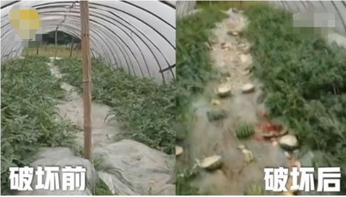 儿子抢鸡排吃,小孩抢鸡排