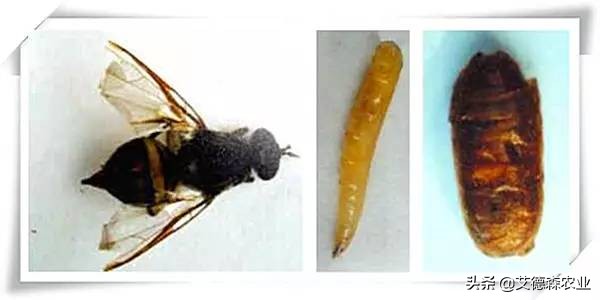 柑橘病虫害识别软件,天天学农柑橘病虫害