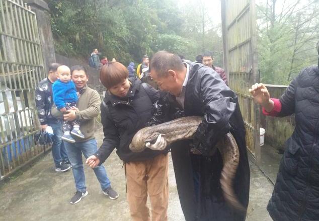 娃娃鱼养殖出路,娃娃鱼的出路在哪里