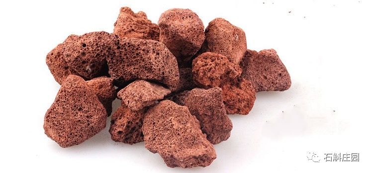 种植石斛兰的正确方法,石斛兰如何种植长得好看