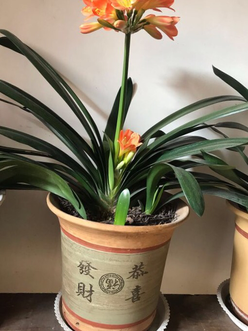 君子兰怎么养出宽大肥厚的叶片,君子兰怎么养叶子长得茂盛