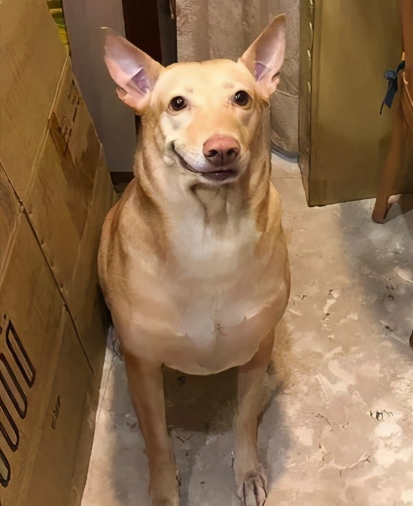 狗狗眼睛一下就睁不开了怎么回事,狗狗的眼睛突然睁不开