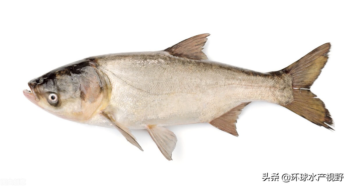 养殖遇到霉变饲料怎么办,养殖后期浓绿藻如何处理