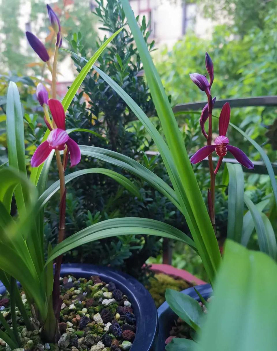 兰花上盆后怎样判断它服盆成活了,秋季兰花上盆方法