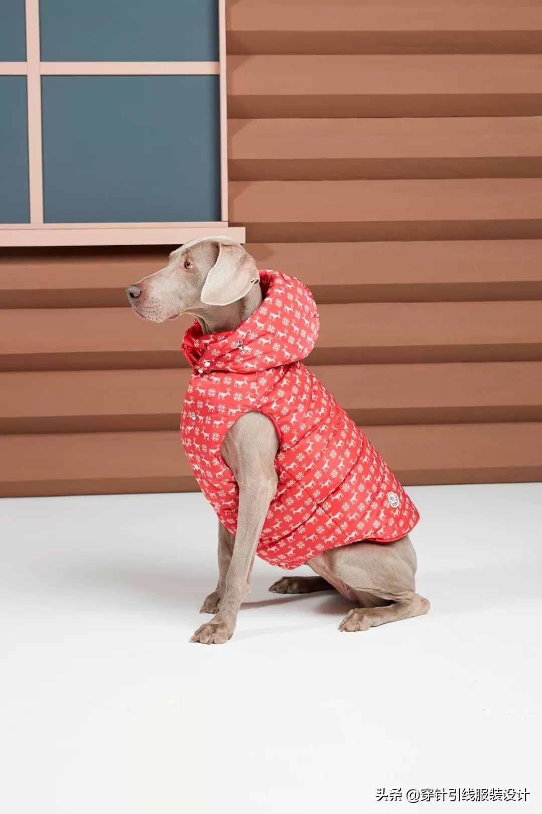 逆天羽绒服设计,moncler羽绒服成毅同款