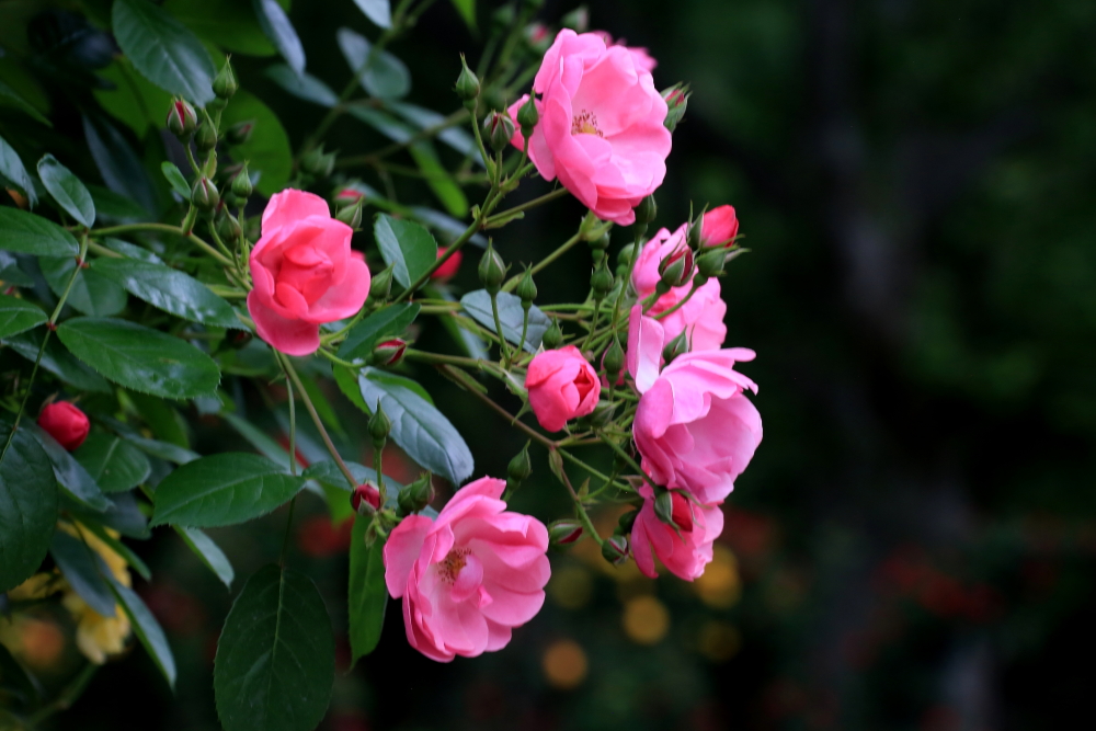 蜗牛与黄鹂鸟口琴,女生吹奏口琴蜗牛与黄鹂鸟