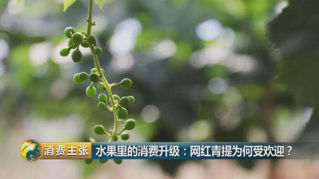 阳光玫瑰葡萄水果中爱马仕,阳光玫瑰葡萄有多贵