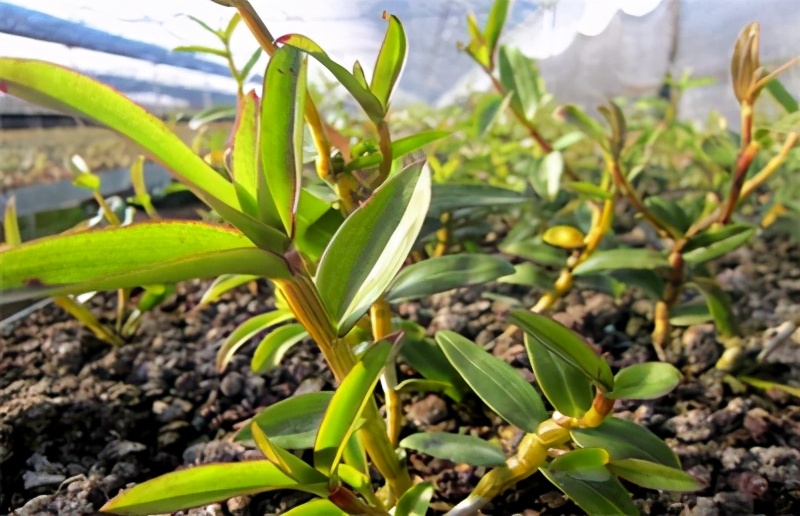 石斛一般多少一斤,石斛种植方法盆栽