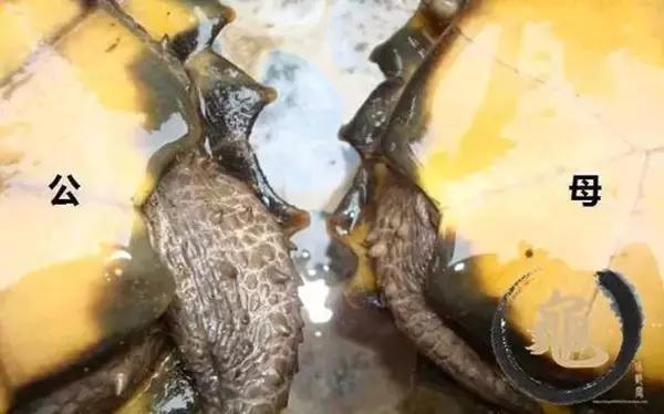 八角灵龟是不是保护动物,锯缘龟八角灵龟