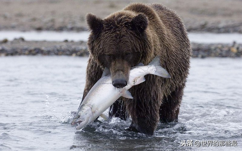 老虎狮子豹子大猩猩棕熊熊猫,老虎狮子和棕熊打架谁会赢