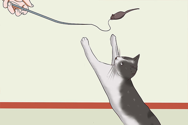 怎么改变猫咪挠人的习惯,怎么让猫咪改掉抓你的坏习惯