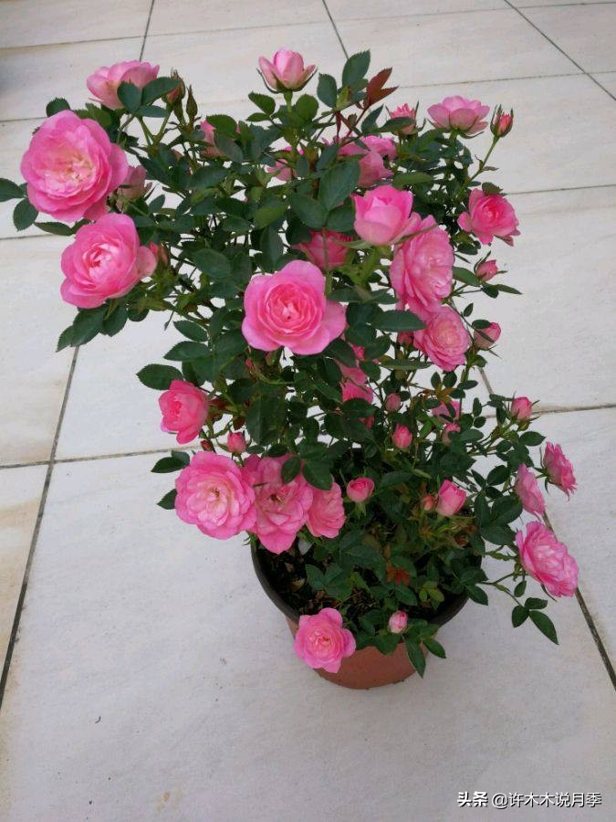 阳台最好养的月季品种推荐,四季开花最好养最好看的月季