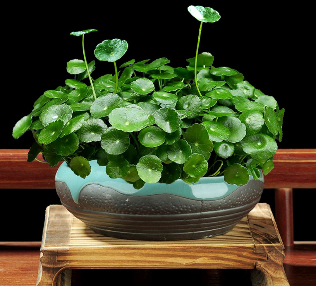 好看又好养的盆花,人养花也养人