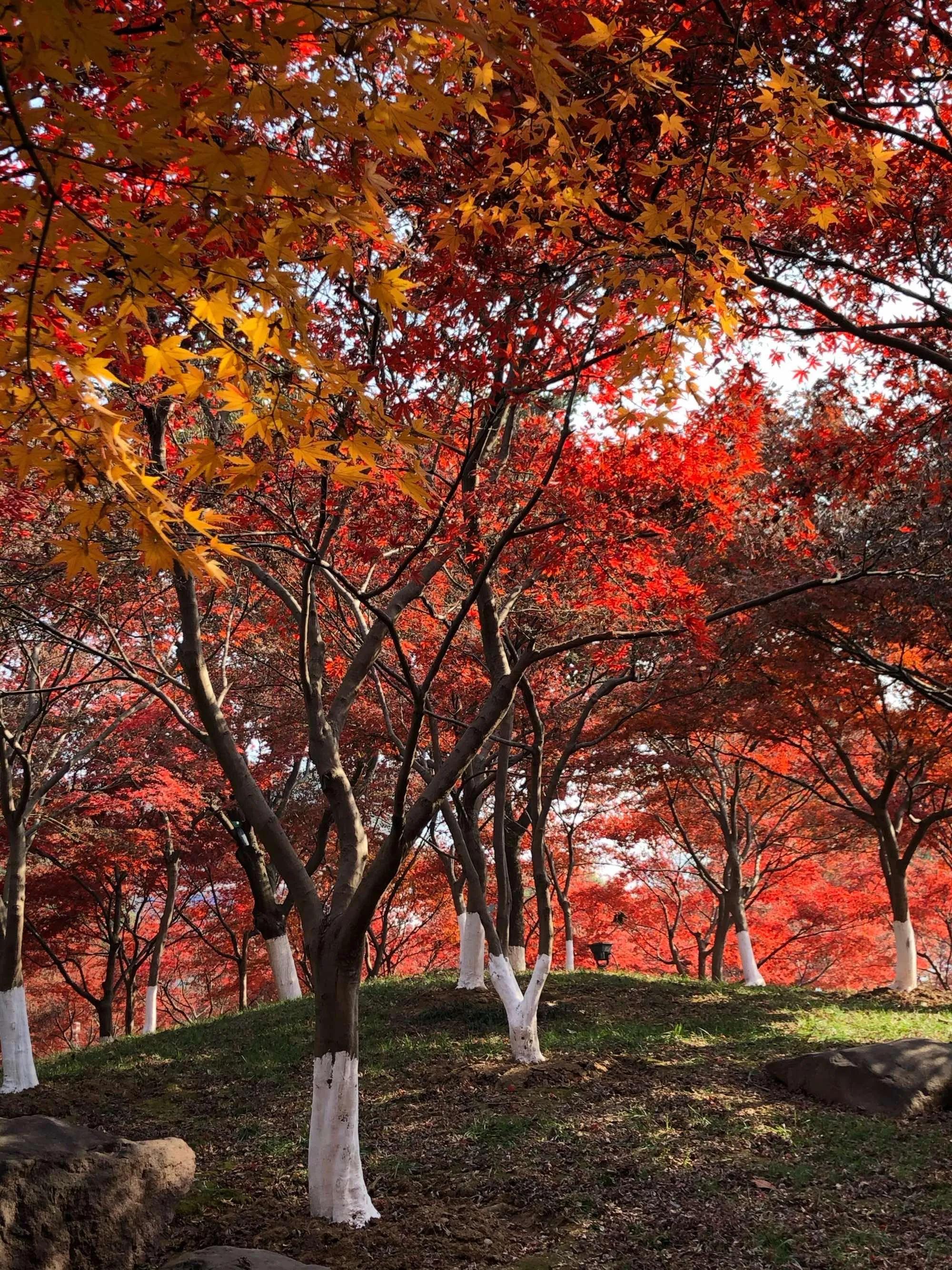 苏州金鸡湖景区打卡推荐,苏州金鸡湖风景区评价