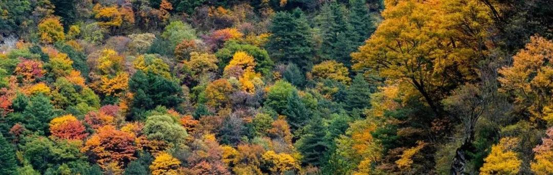 绫充簹缃楅湼鐜嬪北鏃呮父瑙嗛,绫充簹缃楅湼鐜嬪北鍏ㄦ櫙