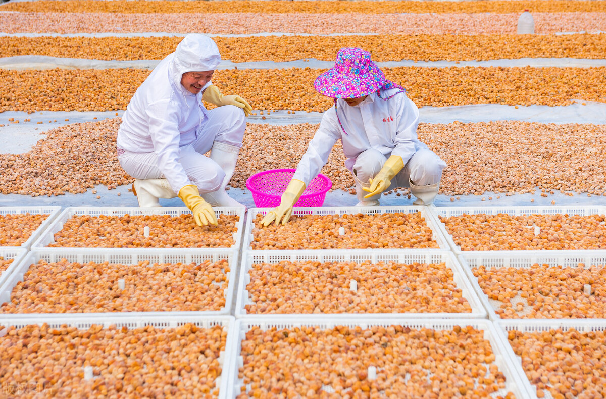 青梅10块钱一斤,青梅现在卖多少钱一斤