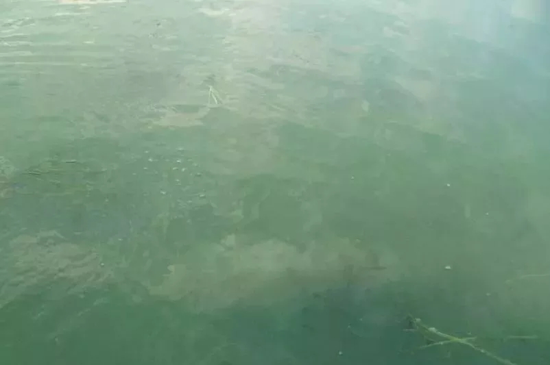 几种水藻,水藻种类辨别方法有哪些