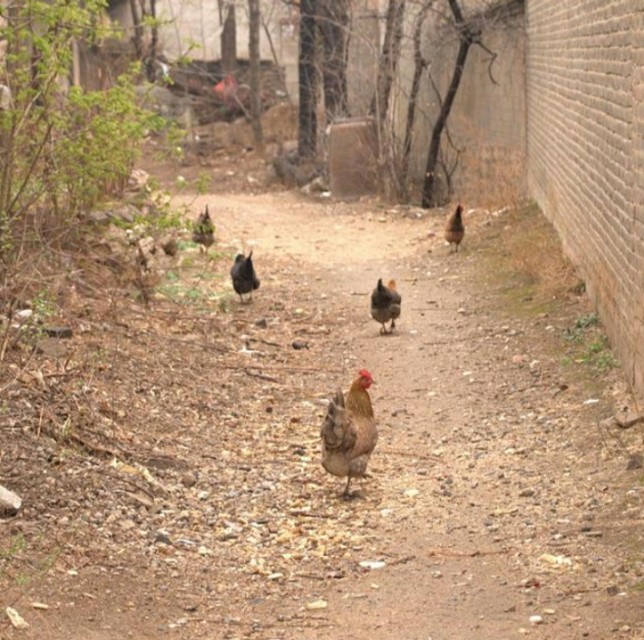 从老家带回来的小笨鸡,想念老家的柴火鸡