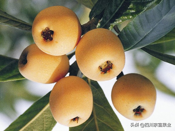 枇杷品种哪种最好,枇杷最好的品种是哪种
