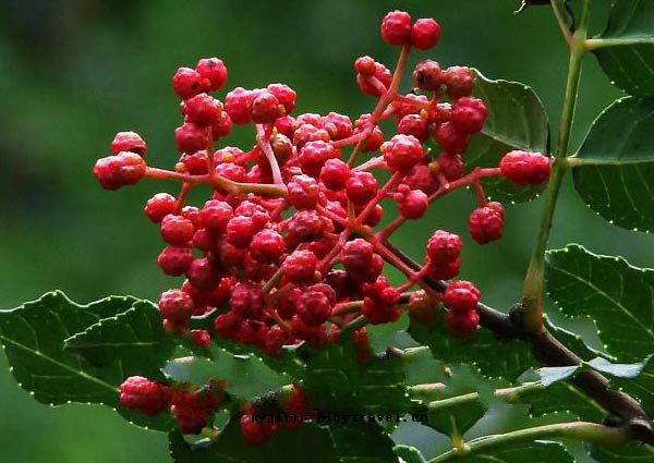 超拼网怎么样,超拼网是干什么的