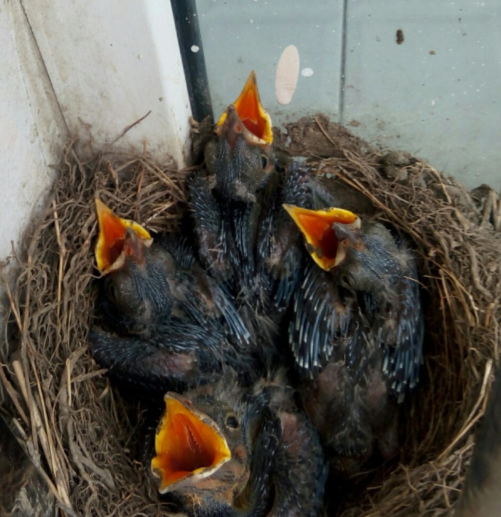 乌鸫鸟归巢的叫声视频,乌鸫归巢