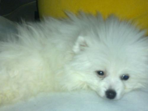 博美犬经常掉毛怎么办?铲屎官了解原因才好对症下药