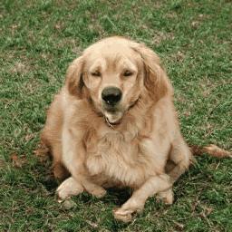 史上最强GAN：训练费10万起，现在免费体验，画风鬼畜又逼真