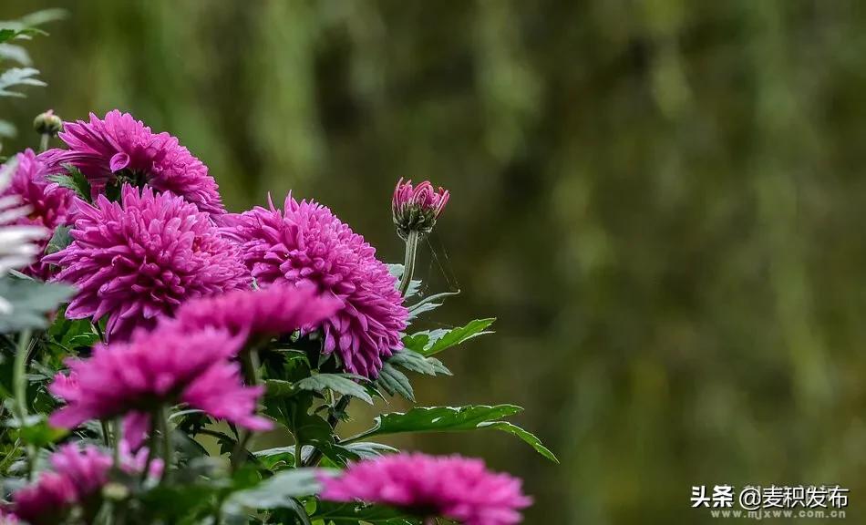 马跑泉公园有菊花展吗,庆祝菊花