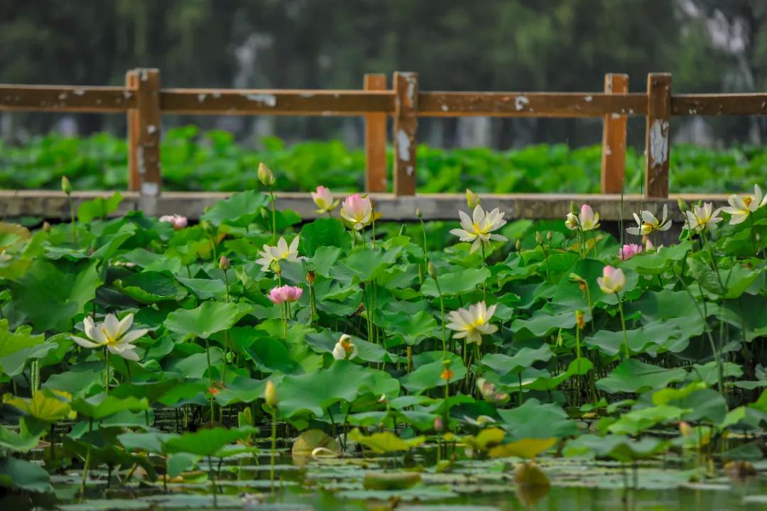 台儿庄适合1-2天短途旅游,趁着假期的闲暇去旅行