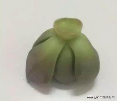 多肉的根腐黑怎么处理,多肉腐黑了要拔根吗