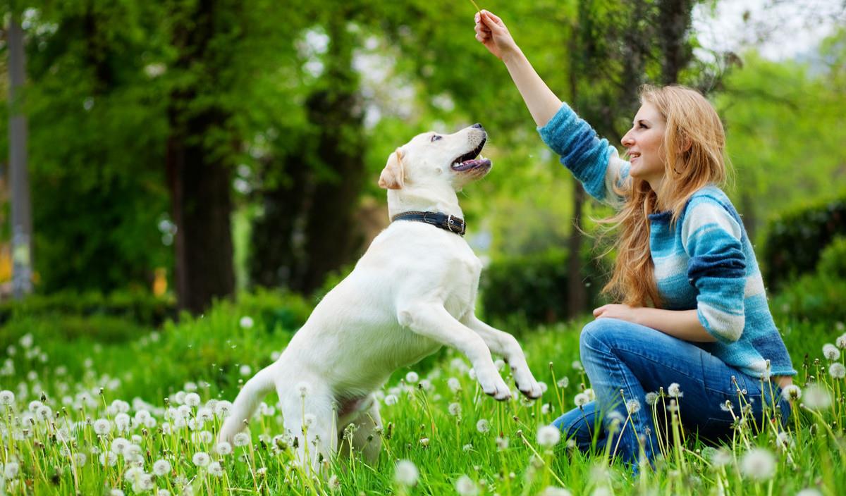 不听话的狗如何驯服,如何引导宠物狗不发脾气