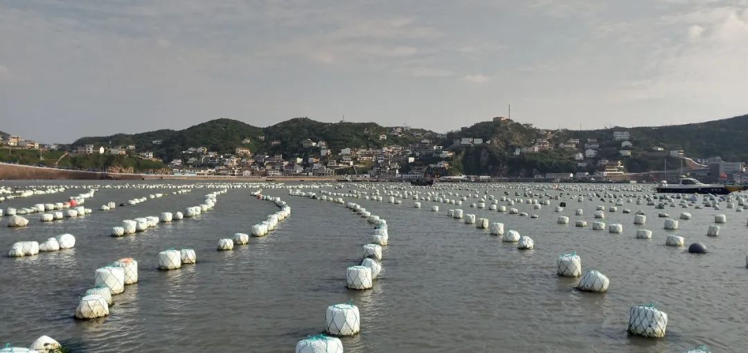 探访海参养殖基地,探访珍珠养殖基地